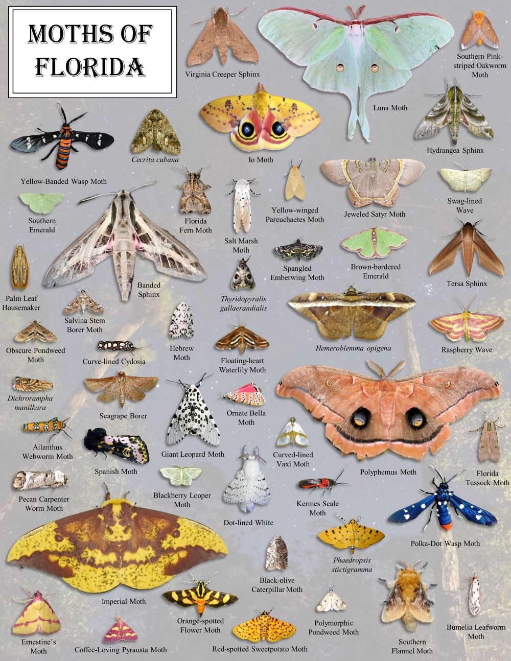 Example of diversity of moths from Florida. 
