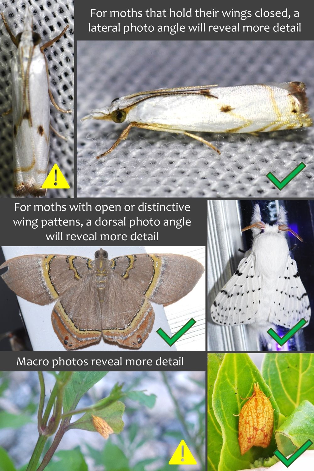 Best practices for taking photos for moth identification. Note also that the best images show moths in vertical or horizontal positions. 