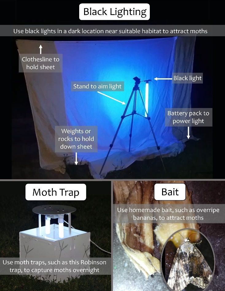 Techniques for observing moths in the wild. 