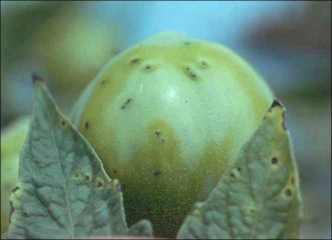 Figure 1. Speck lesions and leafspots on green fruit.