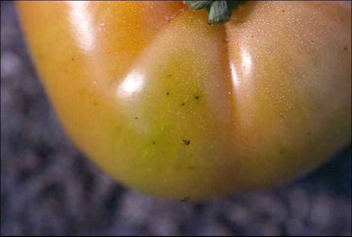 Figure 2. Speck lesions on ripe fruit.