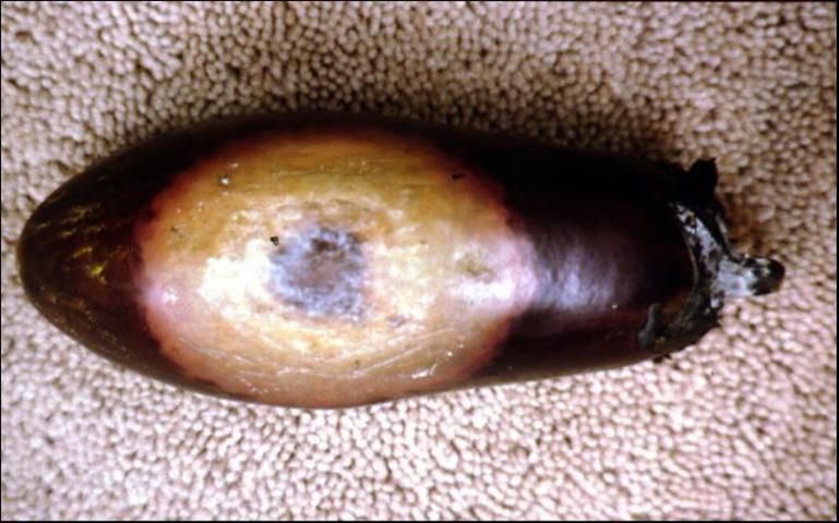 Figure 4. Fruit rot in eggplant caused by Phytophthora capsici.