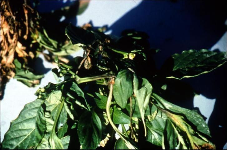 Figure 2. Crown lesion on pepper caused by Phytophthora capsici.