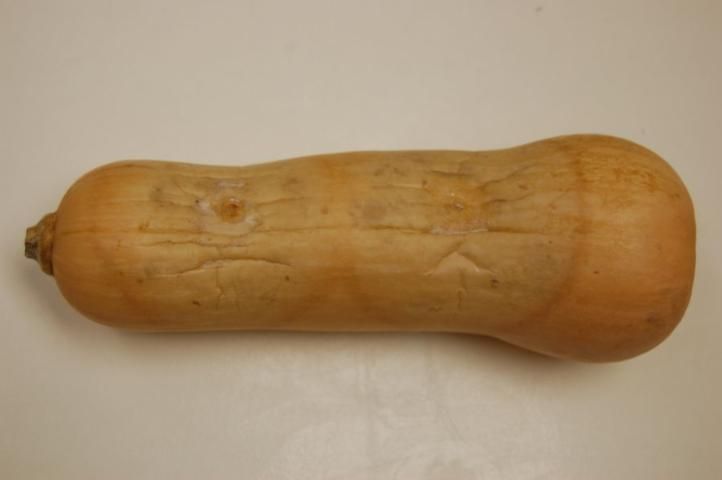 Figure 11. Fruit rot of butternut squash caused by Phytophthora capsici.
