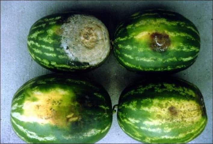 Figure 9. Various stages of fruit rot of watermelon caused by Phytophthora capsici. Bottom, early symptoms; top, advanced symptoms.