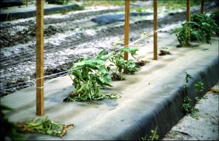 Figure 5. Missing tomato plants due to Phytophthora capsici.
