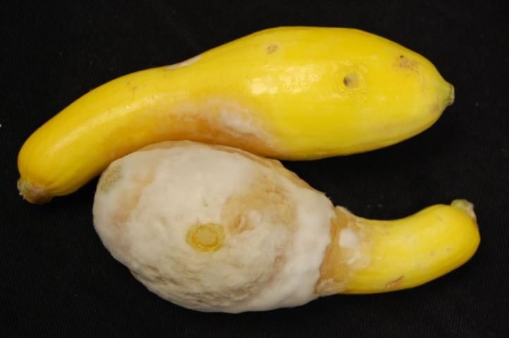 Figure 7. Fruit rot of yellow summer squash caused by Phytophthora capsici.