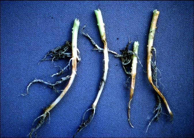 Figure 1. Stem lesions at the soil line and root rot caused by Phytophthora capsici in pepper.