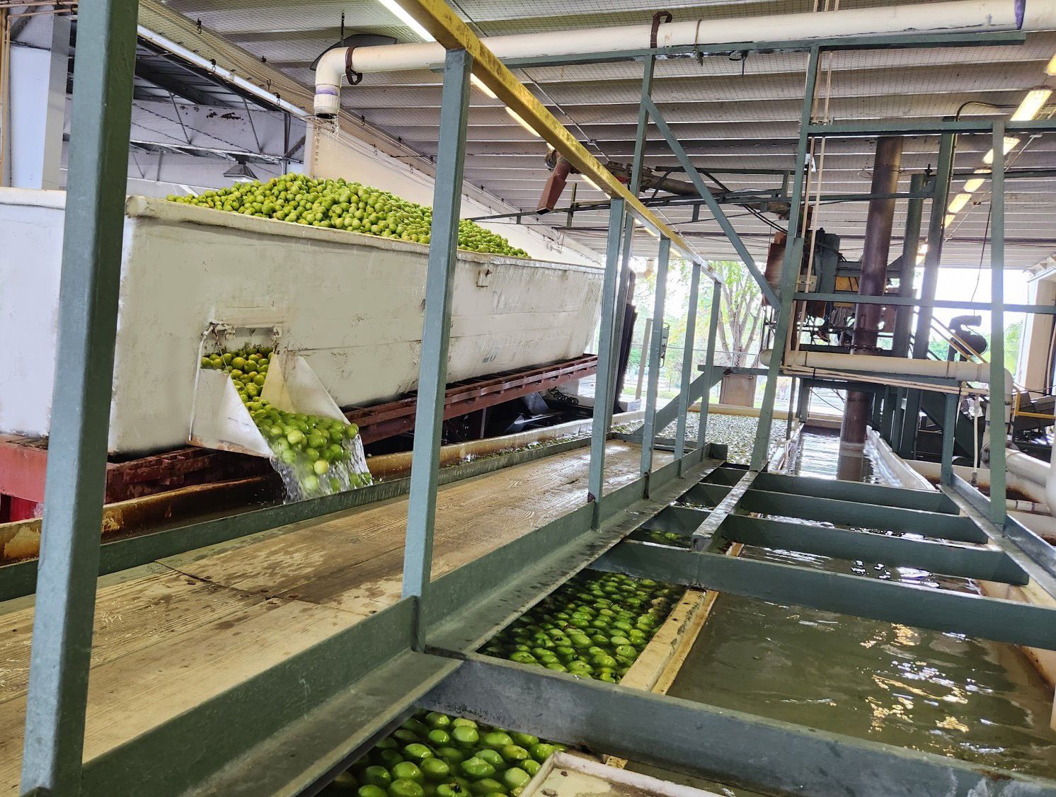 Tomatoes are transferred from gondolas by pumping dump- tank water into the gondola and fluming them out through a side chute into the dump tank.