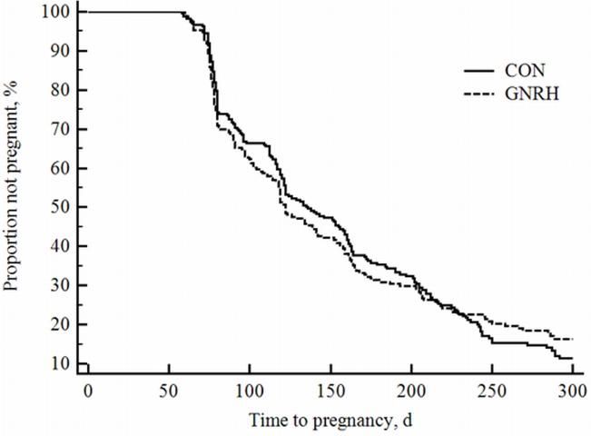 Figure 1. Kaplan-Meier survival curves for time to pregnancy up to 300 DIM for GnRH-treated group (GNRH; dashed line; n = 240) and control group (CON; solid line; n= 240). GnRH-treated group (cows received 100 µg i.m. injection of gonadorelin hydrochloride at 17 ± 3 and 20 ± 3 DIM) and control group (no hormonal injection) had median days to pregnancy and proportion of cows pregnant by 300 DIM of 122 d/78.8% and 136 d/76.3%, respectively (univariable survival analysis; P = 0.93).