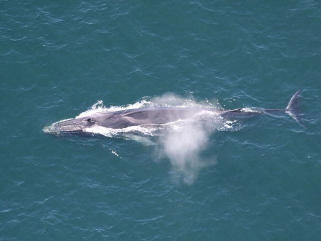 Figure 35. Fin whale.