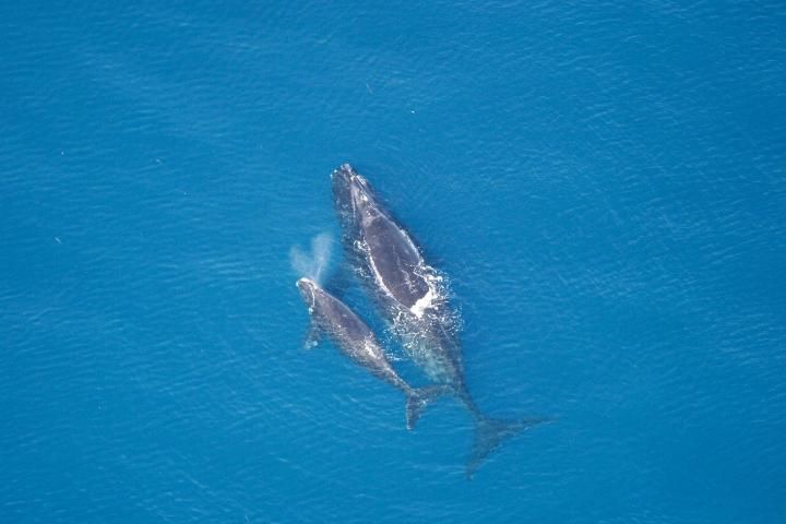 Figure 14. North Atlantic right whale.