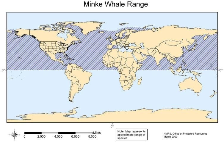 Figure 34. Minke whale range.