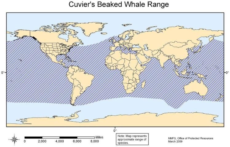 Figure 31. Cuvier's beaked whale range.
