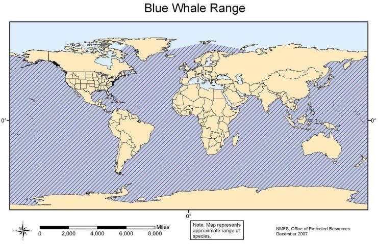 Figure 7. Blue whale range.
