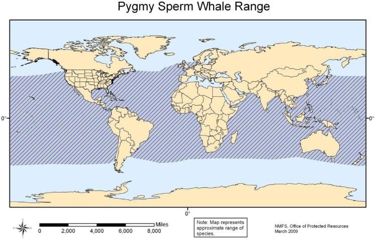 Figure 28. Pygmy sperm whale range.