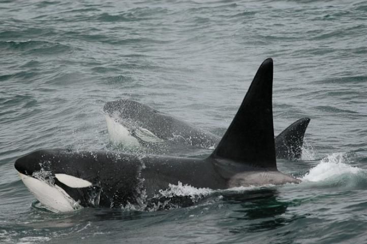 Figure 11. Orca/killer whale.