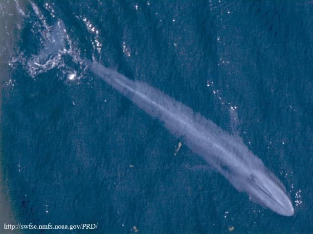 Figure 5. Blue whale