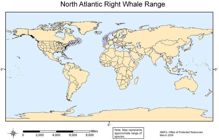 Figure 16. North Atlantic right whale range.