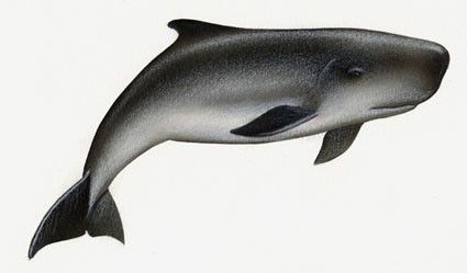 Figure 26. Pygmy sperm whale.