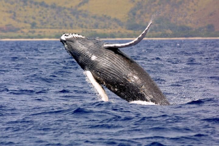 Figure 8. Humpback whale.