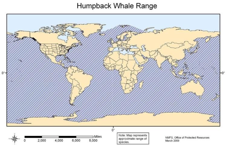 Figure 10. Humpback whale range.