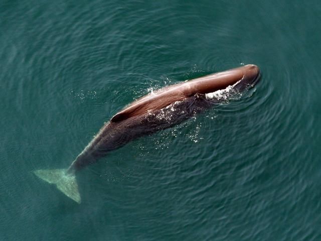 Figure 20. Sperm whale range.