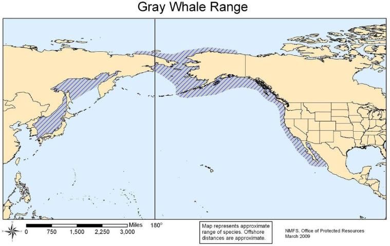 Figure 49. Gray whale range.