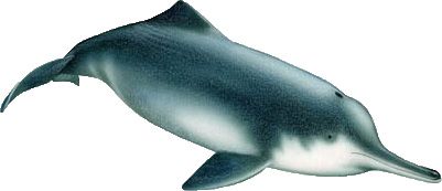 Figure 38. Chinese river dolphin.