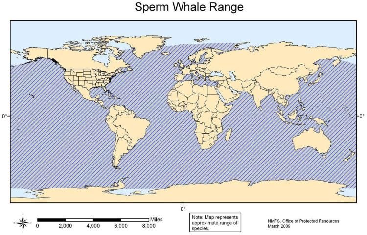 Figure 22. Sperm whale.
