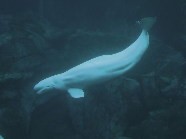 Figure 2. Beluga whale.