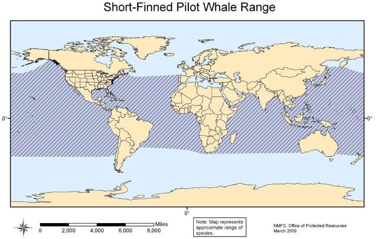 Figure 43. Short-finned pilot whale range.