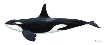 Figure 1. Killer whale.