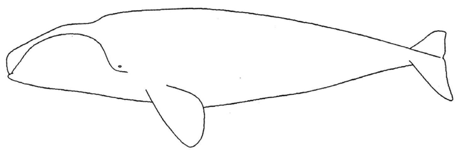 Figure 2. If you have a view of the left side of your whale's head, try to draw the callosities and scars on this diagram.