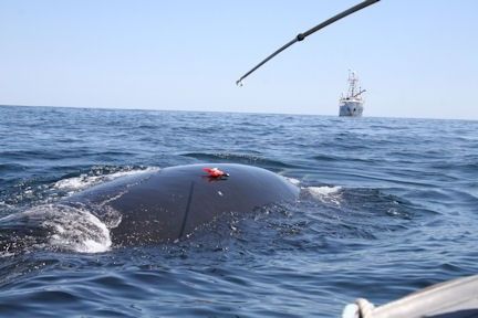 Figure 3. A data recorder stuck on the back of a right whale.