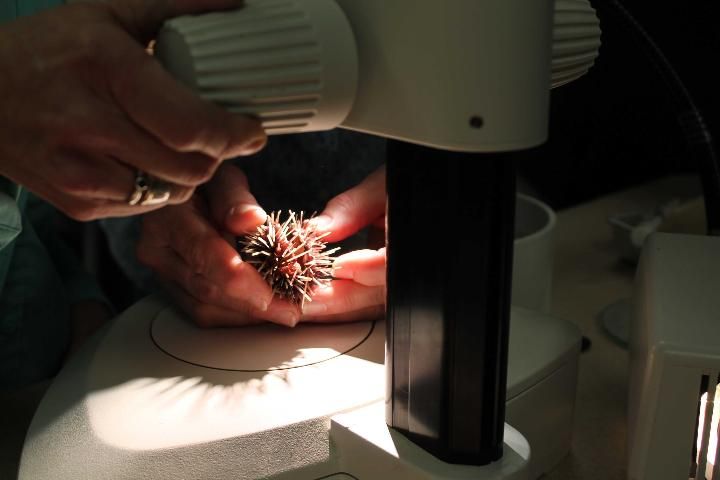 Figure 16. Using a dissecting microscope to examine D. antillarum. This animal was to be necropsied, so spines were cut prior to the exam. If the procedure is planned as a nonlethal exam, the spines should not be damaged.