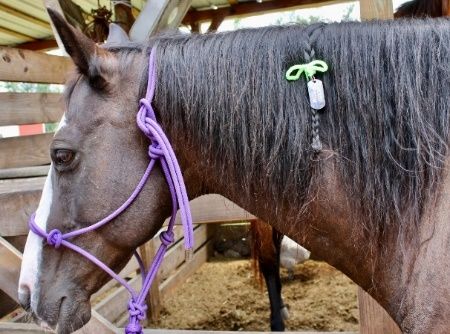Braid luggage or ID tags into manes and/or tails to allow easy temporary identification and to provide owner contact information. 