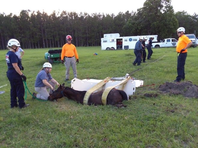UF VETS ATR Team recovering a trapped horse. 