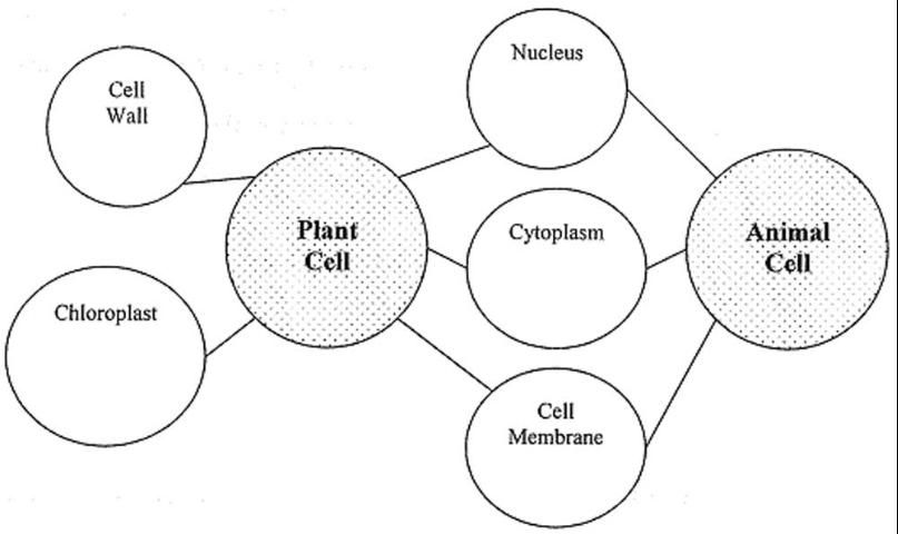 Figure 1. Example compare/contrast concept map of plant and animal cells