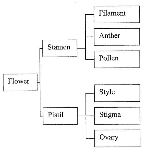 Figure 3. Example brace map of the parts of a flower