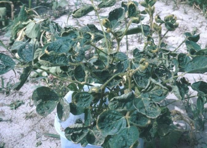 Organo-auxin herbicide drift symptoms on sensitive plants.