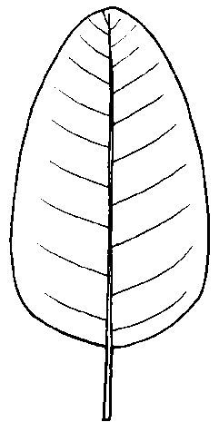 Figure 21. Ovate leaf shape.