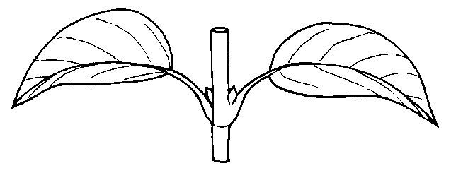 Figure 19. Opposite leaf arrangement.