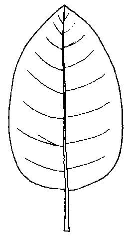 Figure 20. Oval leaf shape.