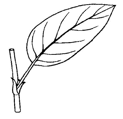 Figure 29. Simple leaf.