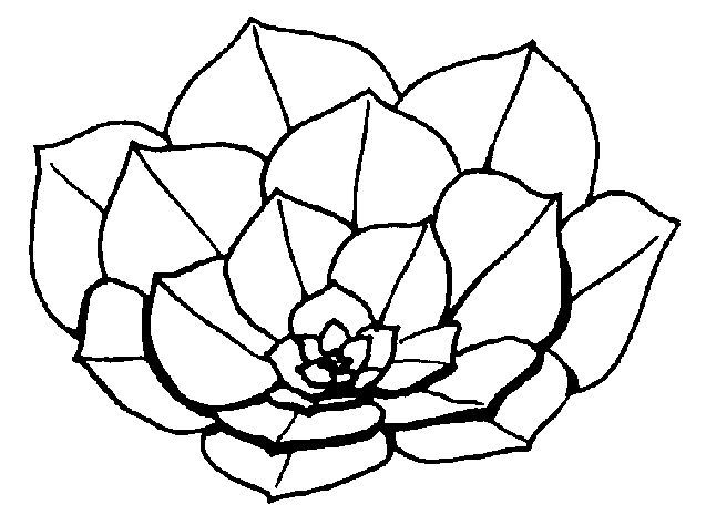Figure 25. Rosette leaf arrangement.