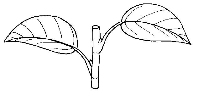 Figure 1. Alternate leaf arrangement.