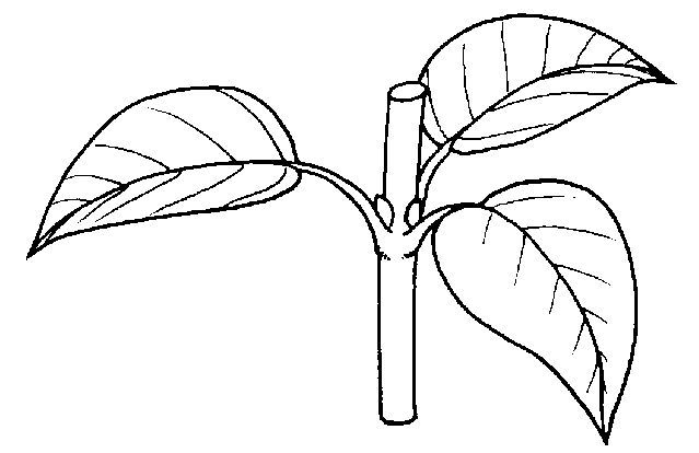 Figure 35. Whorled leaf arrangement.