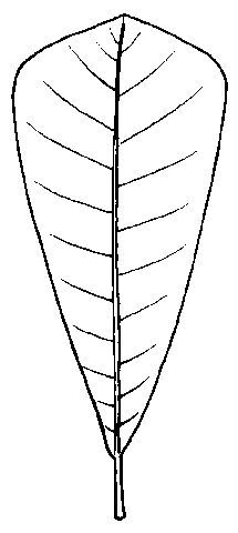 Figure 15. Oblanceolate leaf shape.