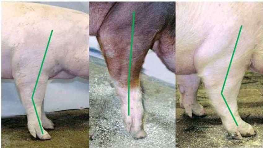 Figure 10. From left to right: a pig with the correct angle to the shoulder, knee, and pastern; a straight-shouldered pig that is over at the knee and straight-pasterned; and a pig with excessive slope in the shoulder that is set to far back at the knee and is weak-pasterned.